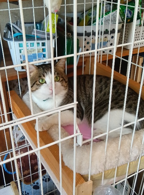 f:id:sailingwithcats:20250620095156j:image f:id:sailingwithcats:20250620095156j:image