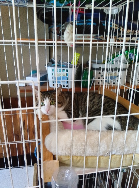 f:id:sailingwithcats:20250620095222j:image f:id:sailingwithcats:20250620095222j:image