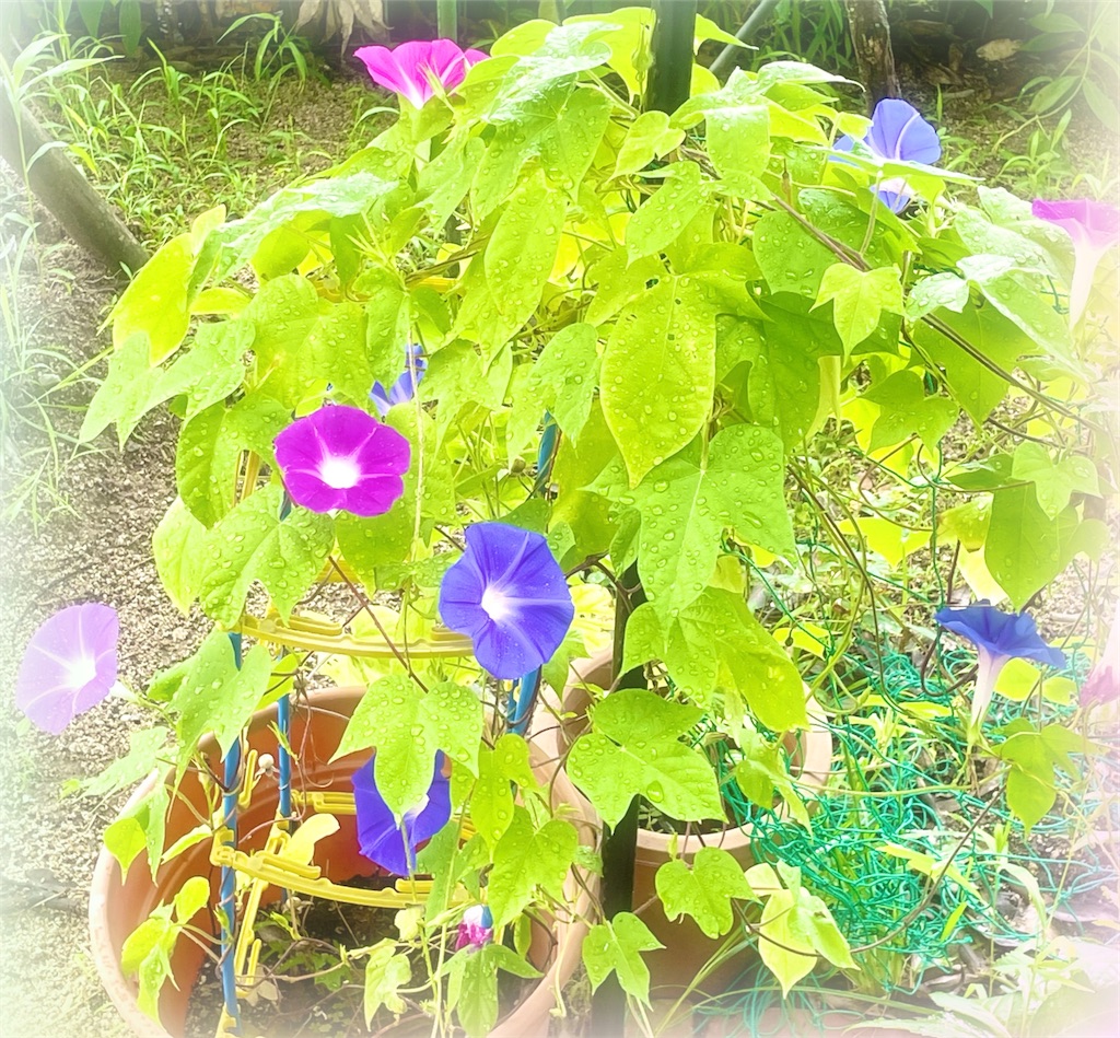 f:id:saimihara:20220905121412j:image f:id:saimihara:20220905121412j:image