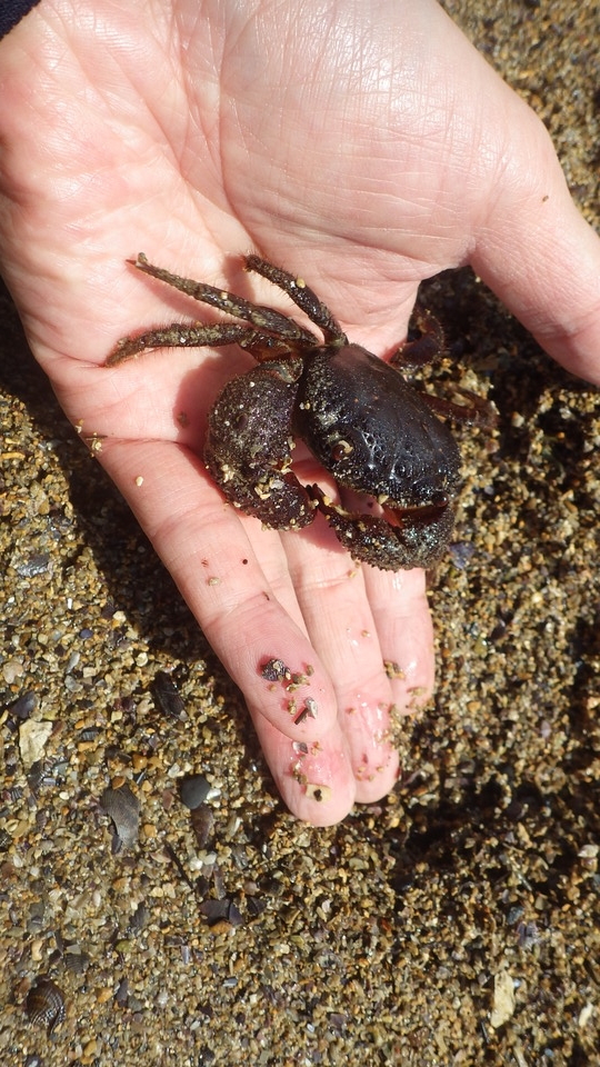 磯の暴君 イボイワオウギガニ 磯で採れたカニとヤドカリ イソギンチャクの飼育日記 プラス 磯の暴君 イボイワオウギガニ 磯で採れたカニとヤドカリ イソギンチャクの飼育日記 プラス