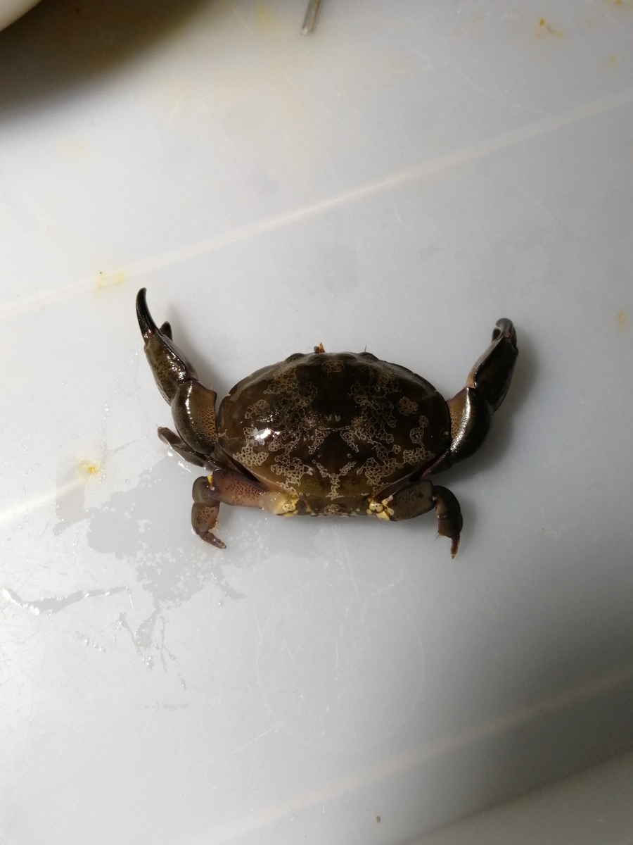 磯で採れたカニとヤドカリ イソギンチャクの飼育日記 プラス