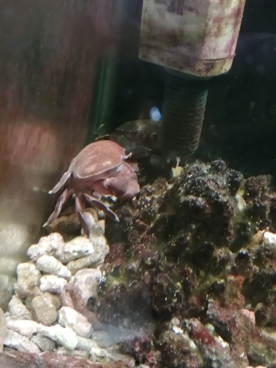 磯で採れたカニとヤドカリ イソギンチャクの飼育日記 プラス