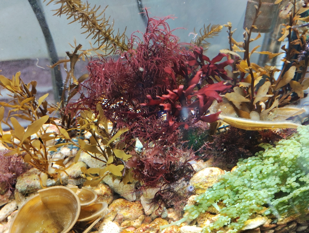 底面フィルターと水中ポンプ連結】 海藻水槽の現在 - 磯遊びで採れた