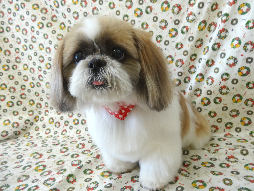 f:id:sainomori-ah:20161213190147j:plain