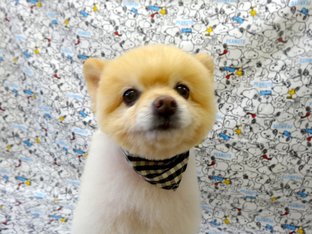 f:id:sainomori-ah:20170119163145j:plain