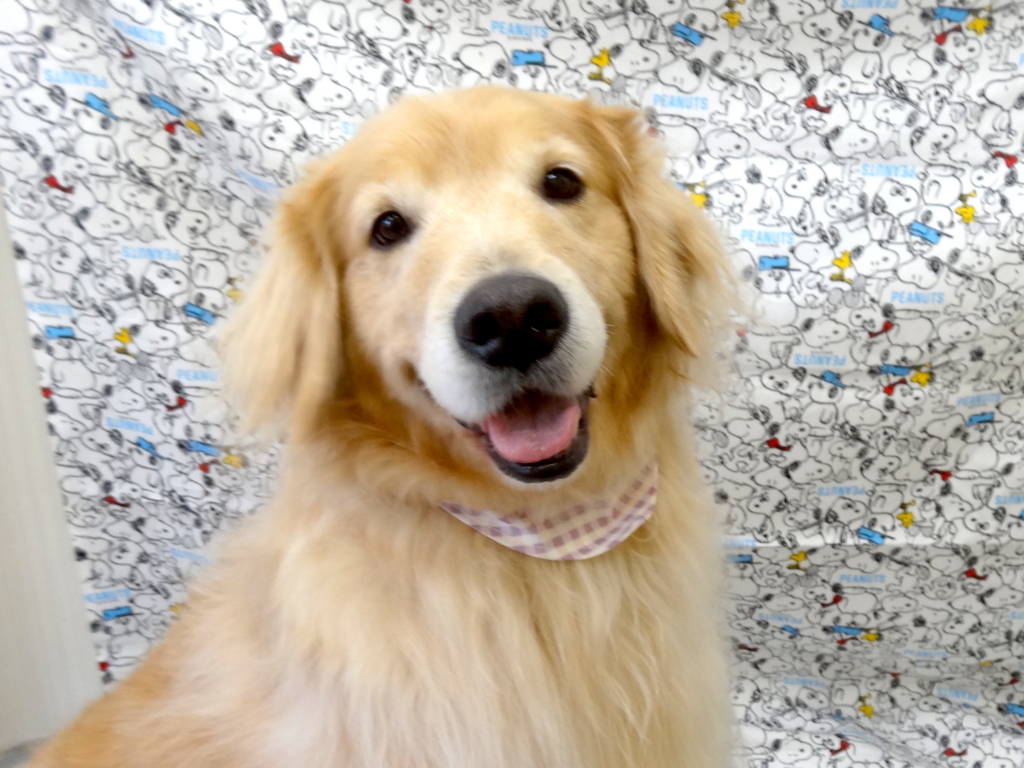 f:id:sainomori-ah:20170119163203j:plain