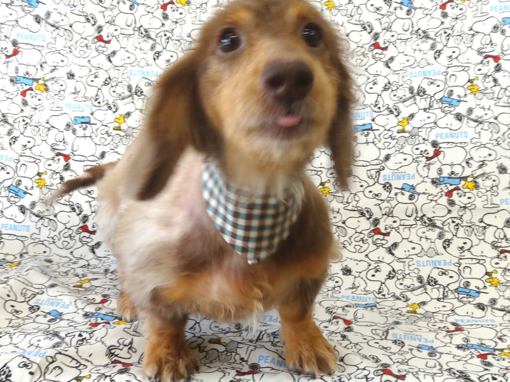 f:id:sainomori-ah:20170119163221j:plain