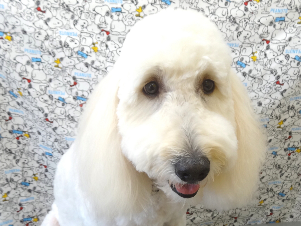 f:id:sainomori-ah:20170119163238j:plain