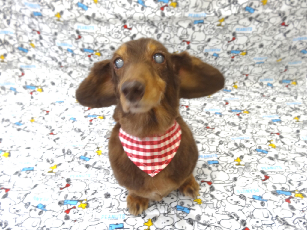 f:id:sainomori-ah:20170119163256j:plain