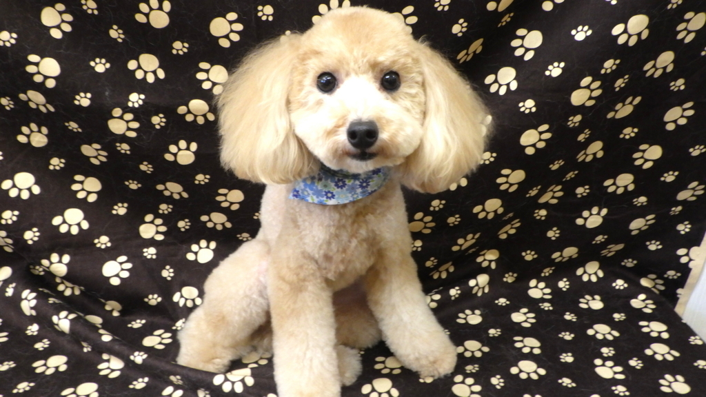 f:id:sainomori-ah:20171027095613j:plain