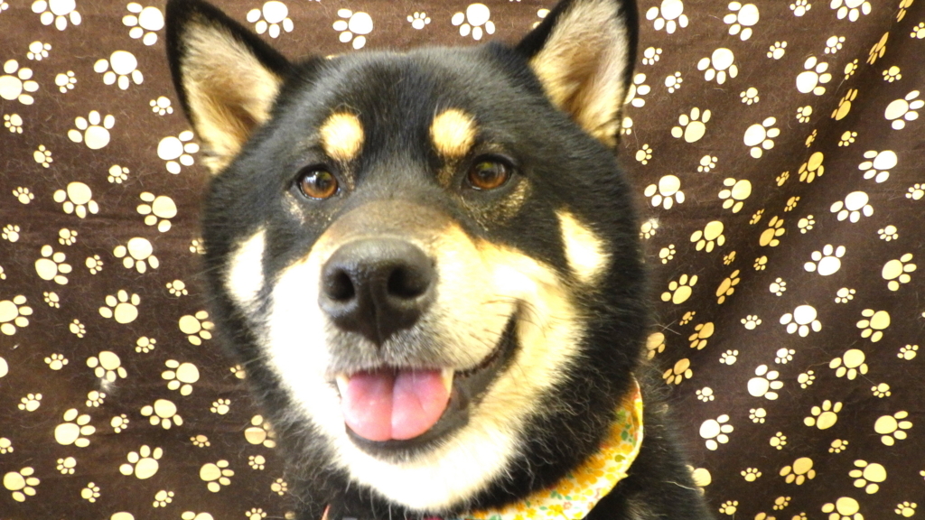 f:id:sainomori-ah:20171116202630j:plain