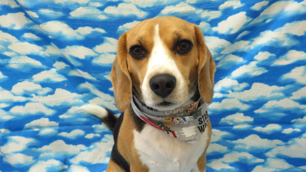 f:id:sainomori-ah:20180611194601j:plain