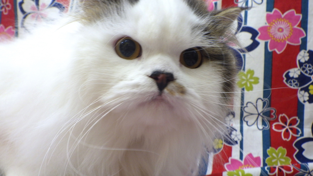 f:id:sainomori-ah:20190112204708j:plain