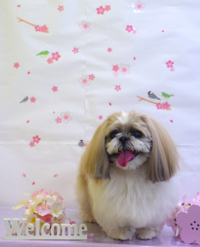 f:id:sainomori-ah:20190220165255j:plain