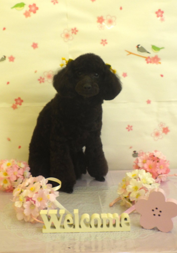 f:id:sainomori-ah:20190220170011j:plain