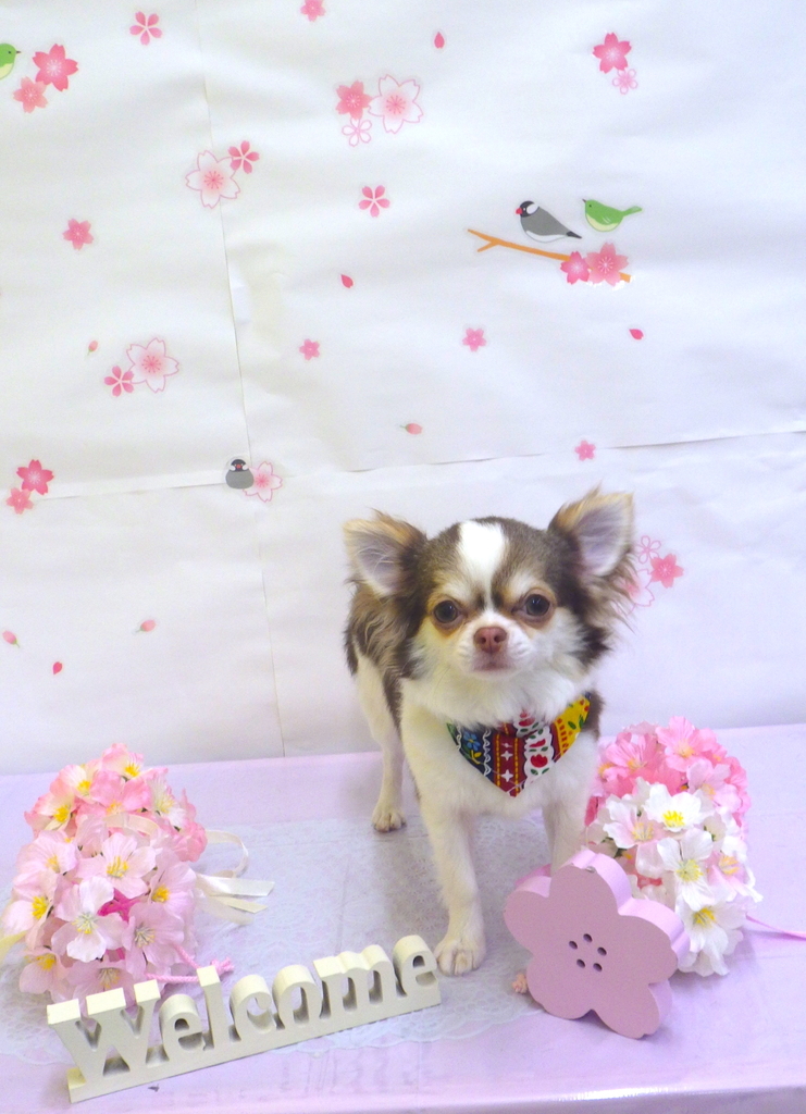 f:id:sainomori-ah:20190220170025j:plain
