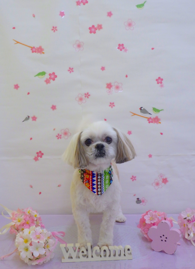f:id:sainomori-ah:20190228193309j:plain