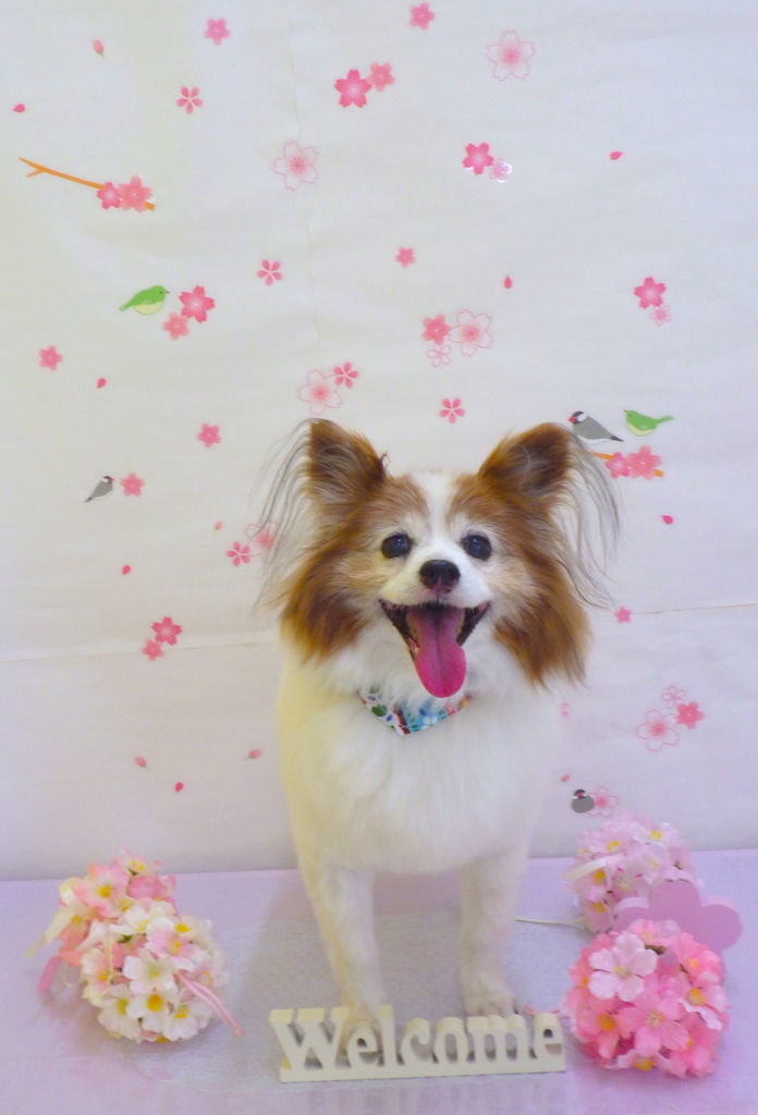 f:id:sainomori-ah:20190228193326j:plain