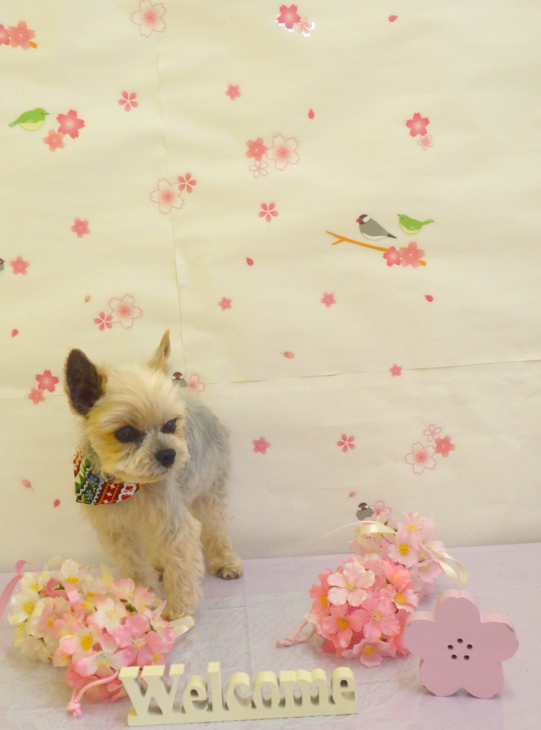 f:id:sainomori-ah:20190228193347j:plain