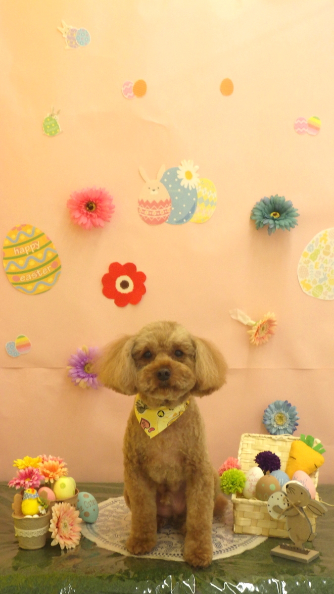 f:id:sainomori-ah:20190317142258j:plain