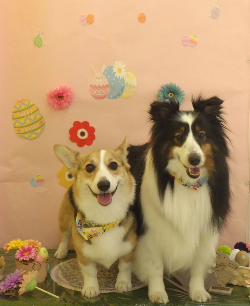 f:id:sainomori-ah:20190324182606j:plain