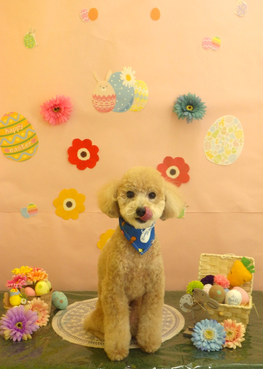f:id:sainomori-ah:20190324182610j:plain