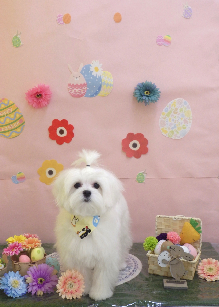 f:id:sainomori-ah:20190324182619j:plain