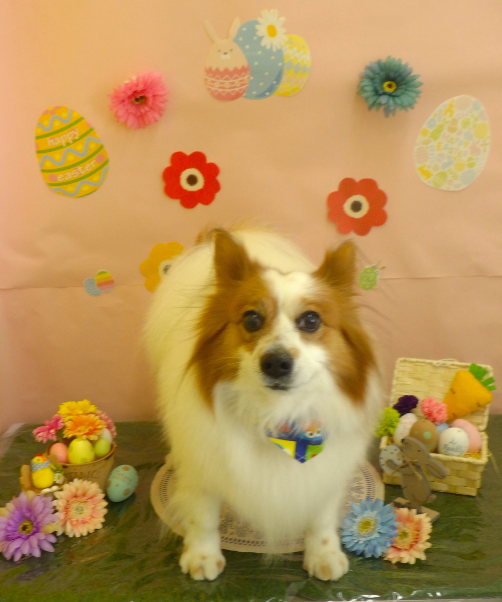 f:id:sainomori-ah:20190324182625j:plain