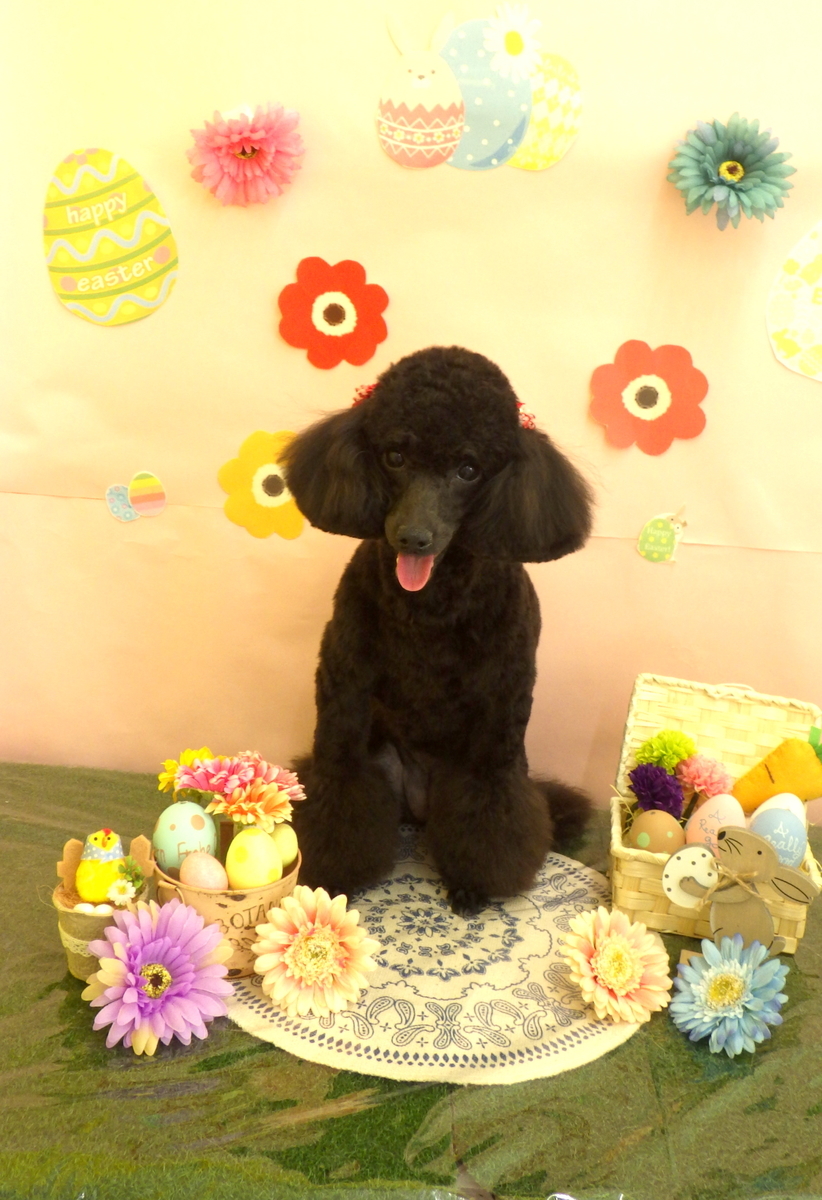 f:id:sainomori-ah:20190328190004j:plain