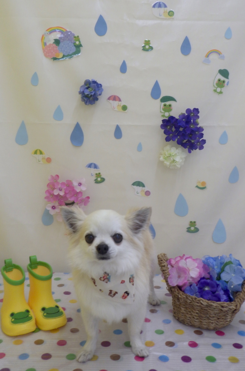 f:id:sainomori-ah:20190521085335j:plain