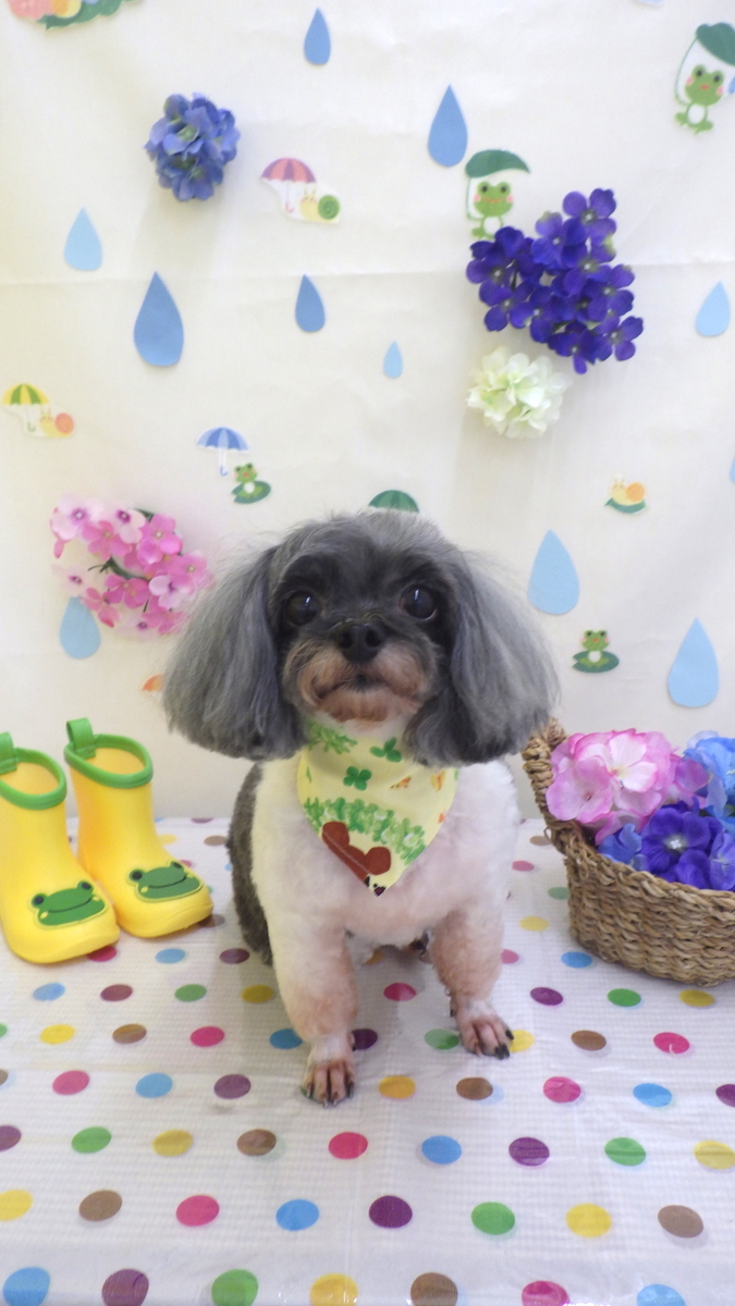 f:id:sainomori-ah:20190521085342j:plain