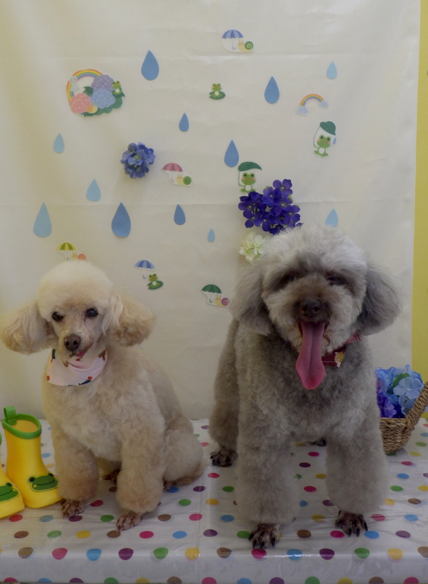 f:id:sainomori-ah:20190521085420j:plain