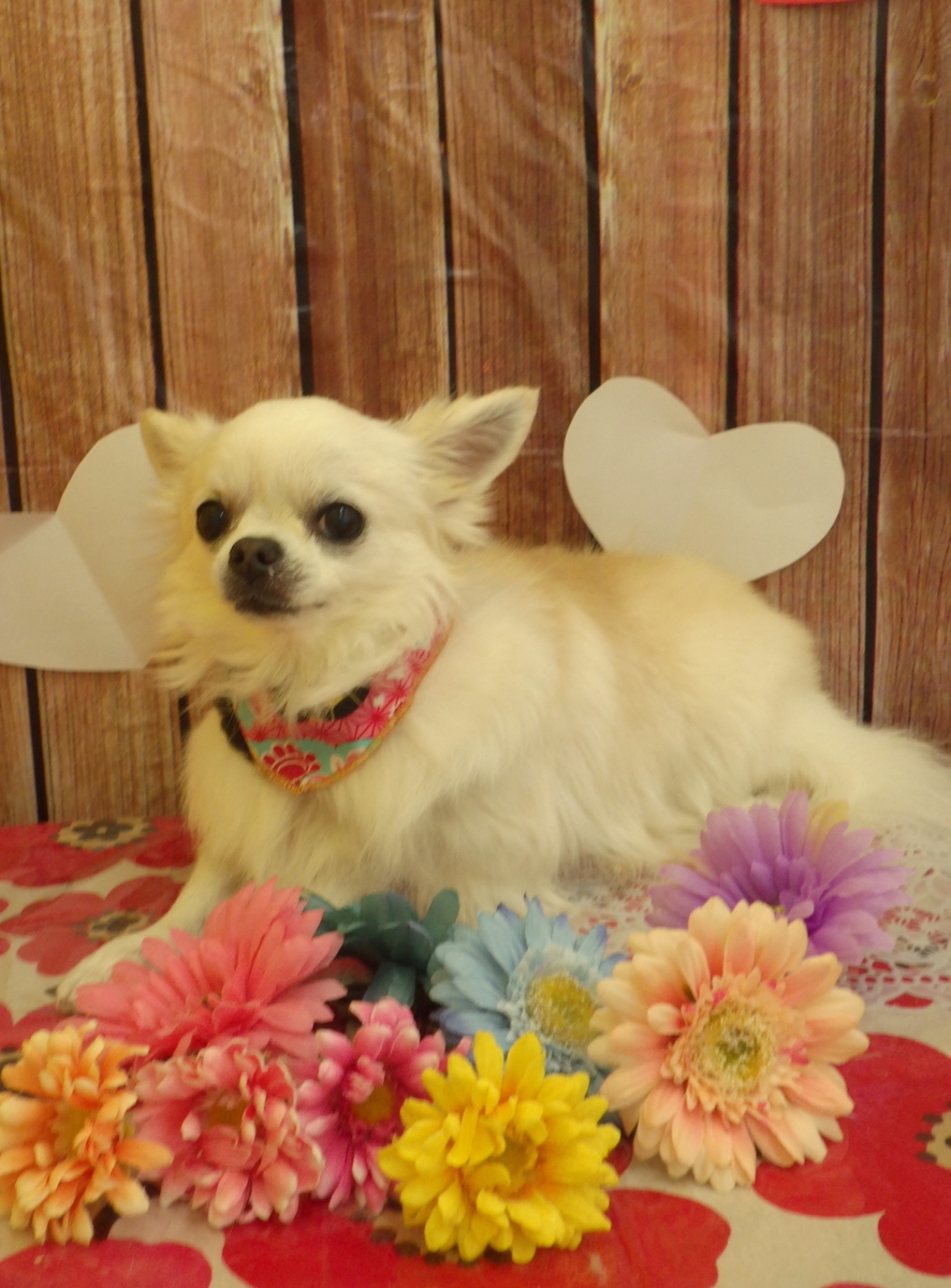f:id:sainomori-ah:20190526224452j:plain