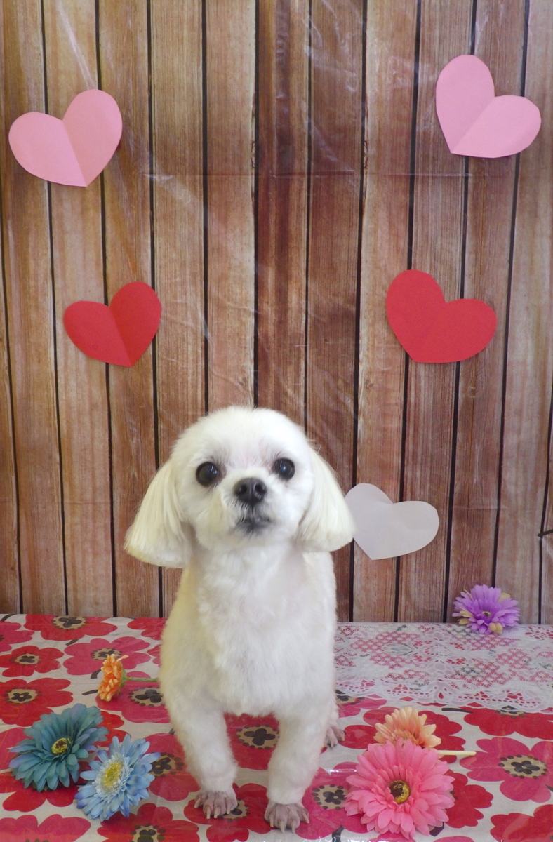 f:id:sainomori-ah:20190526233922j:plain