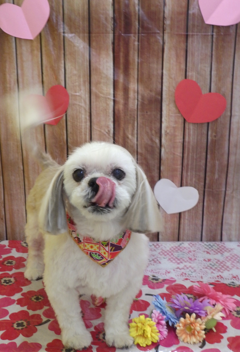 f:id:sainomori-ah:20190527022228j:plain