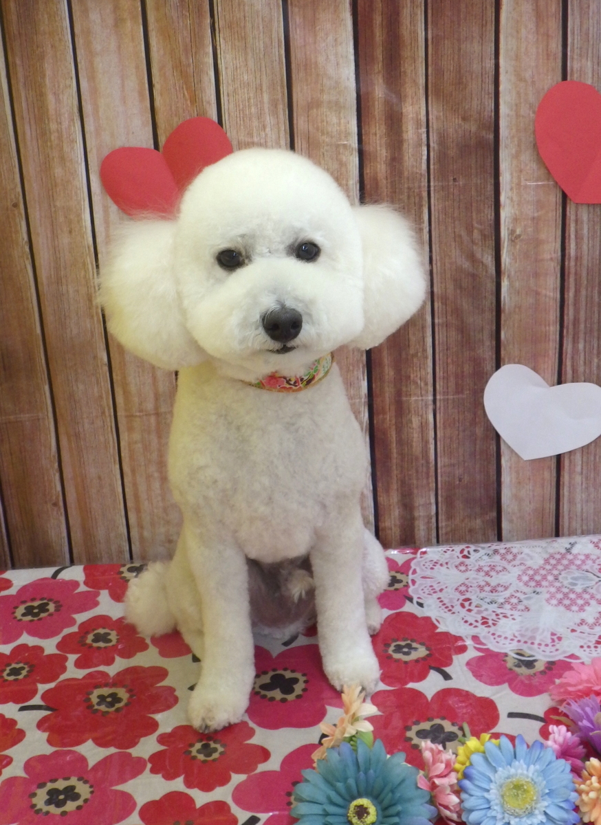 f:id:sainomori-ah:20190527023705j:plain