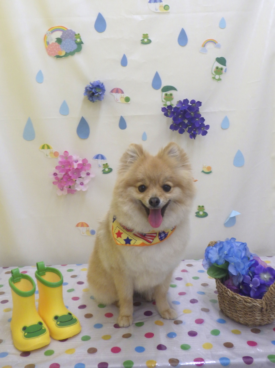 f:id:sainomori-ah:20190611183032j:plain