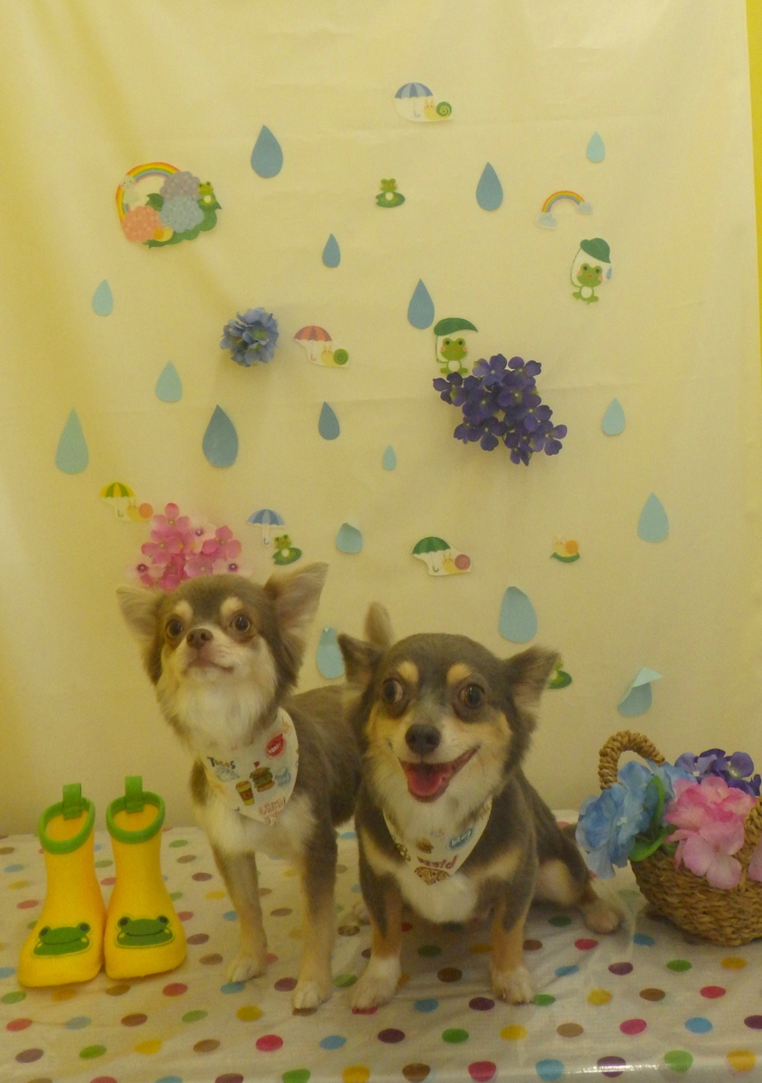 f:id:sainomori-ah:20190611183036j:plain