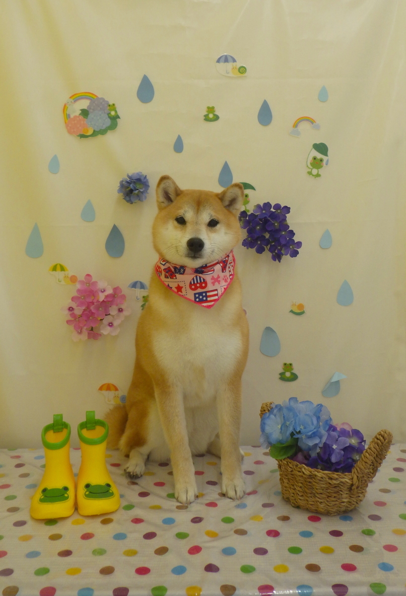f:id:sainomori-ah:20190612192544j:plain f:id:sainomori-ah:20190612192544j:plain