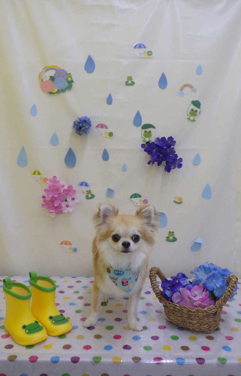 f:id:sainomori-ah:20190612192547j:plain f:id:sainomori-ah:20190612192547j:plain