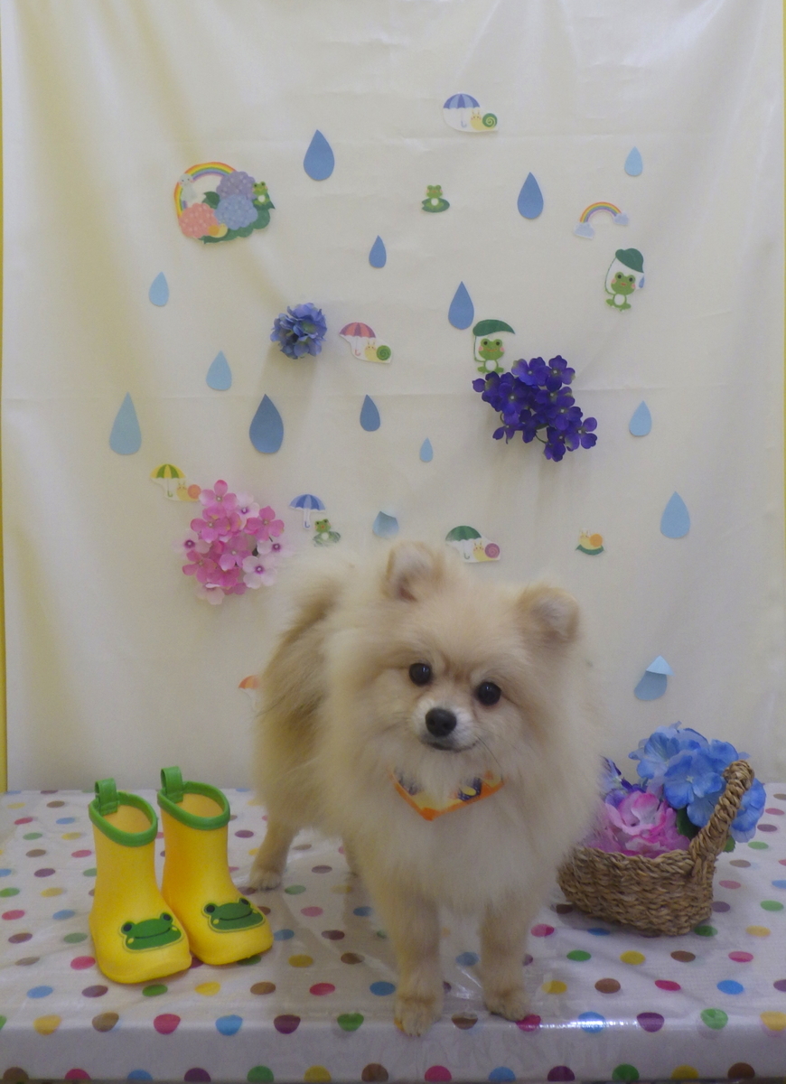 f:id:sainomori-ah:20190612192552j:plain f:id:sainomori-ah:20190612192552j:plain