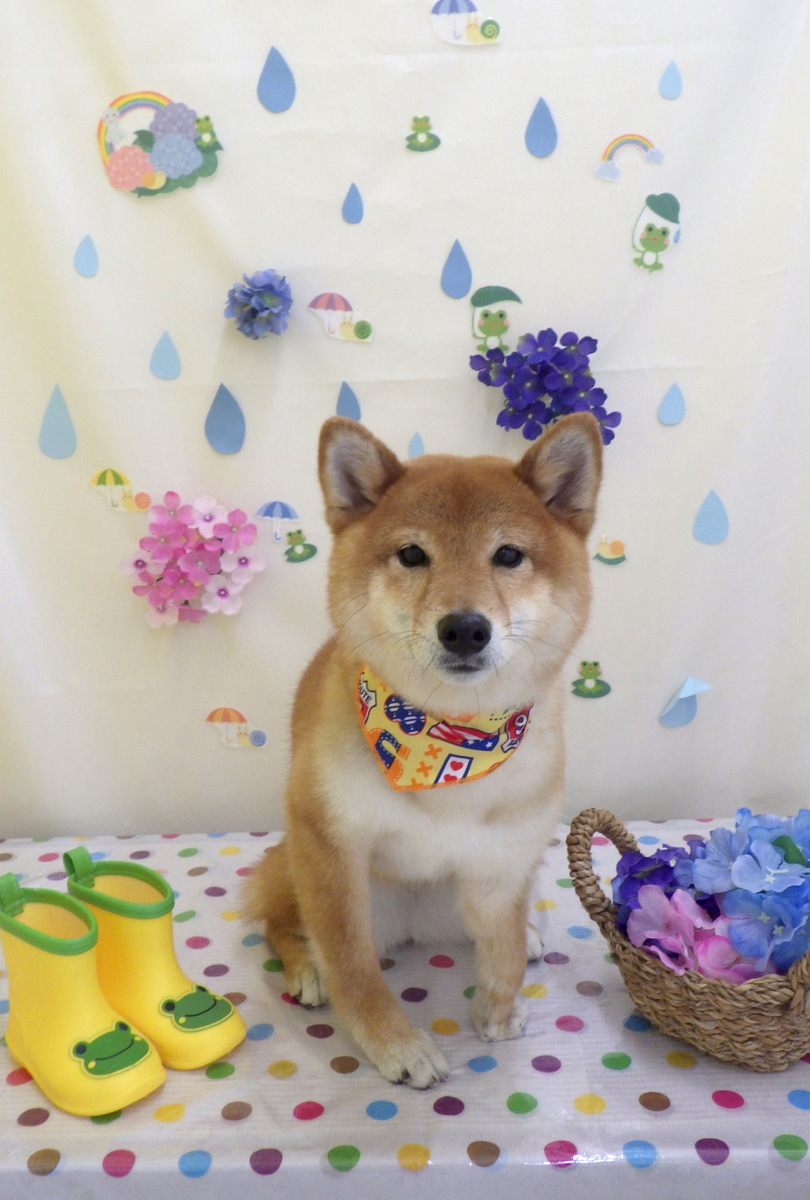 f:id:sainomori-ah:20190612192604j:plain f:id:sainomori-ah:20190612192604j:plain