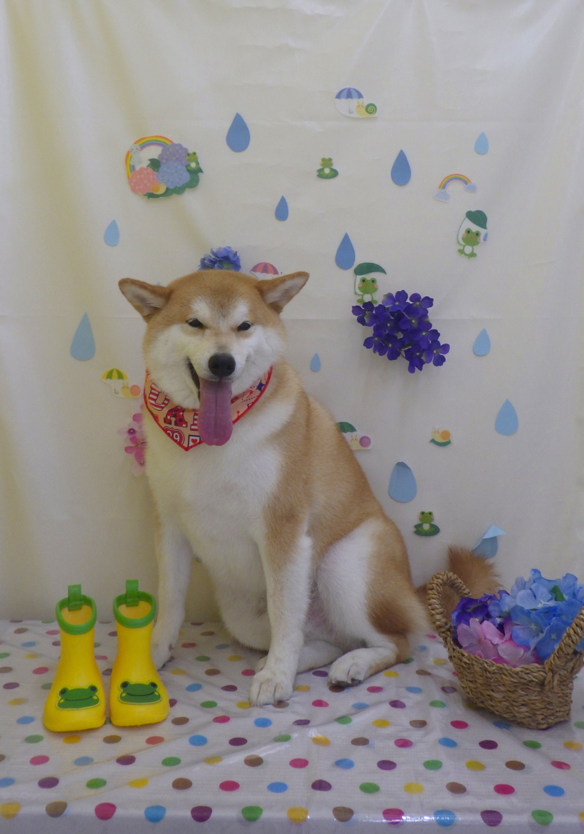 f:id:sainomori-ah:20190612192611j:plain f:id:sainomori-ah:20190612192611j:plain