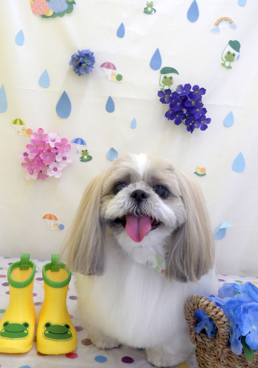 f:id:sainomori-ah:20190612192620j:plain f:id:sainomori-ah:20190612192620j:plain