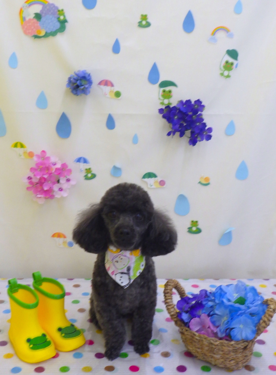 f:id:sainomori-ah:20190613195752j:plain