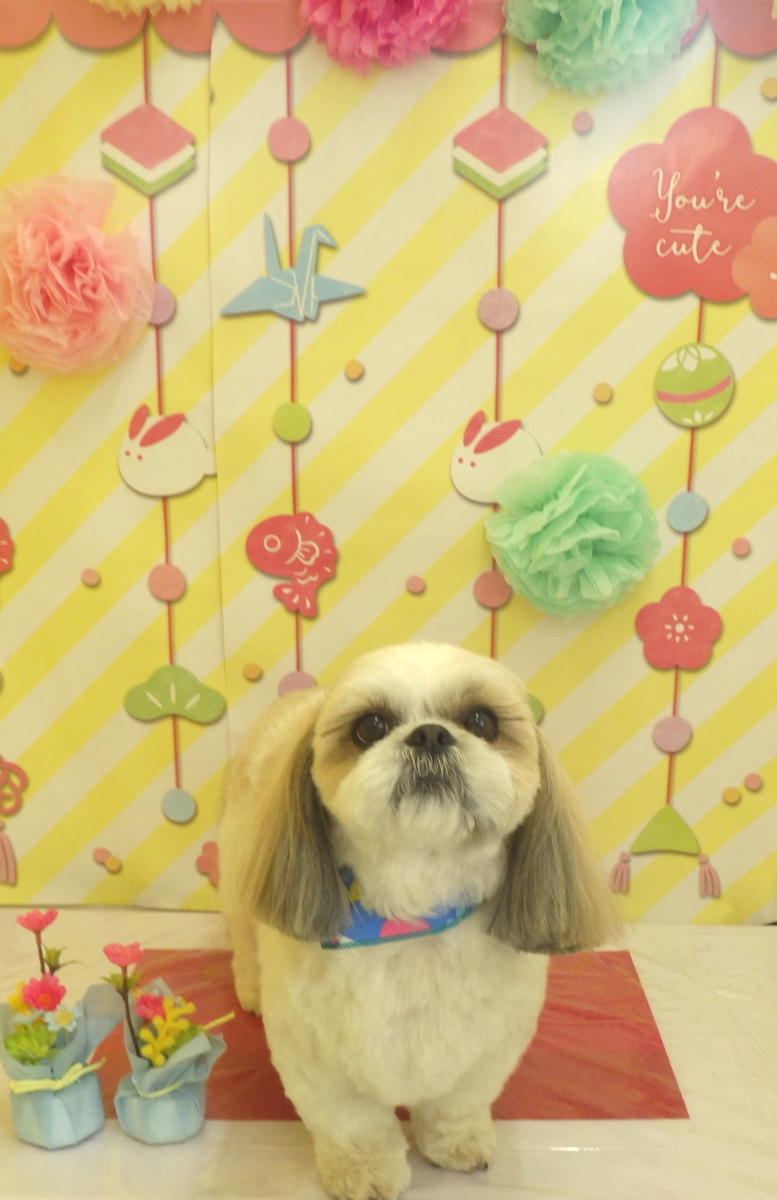 f:id:sainomori-ah:20190614225021j:plain