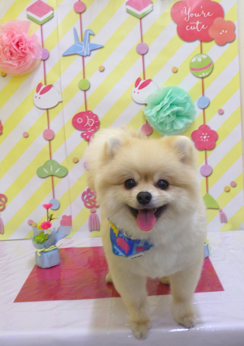 f:id:sainomori-ah:20190615012935j:plain