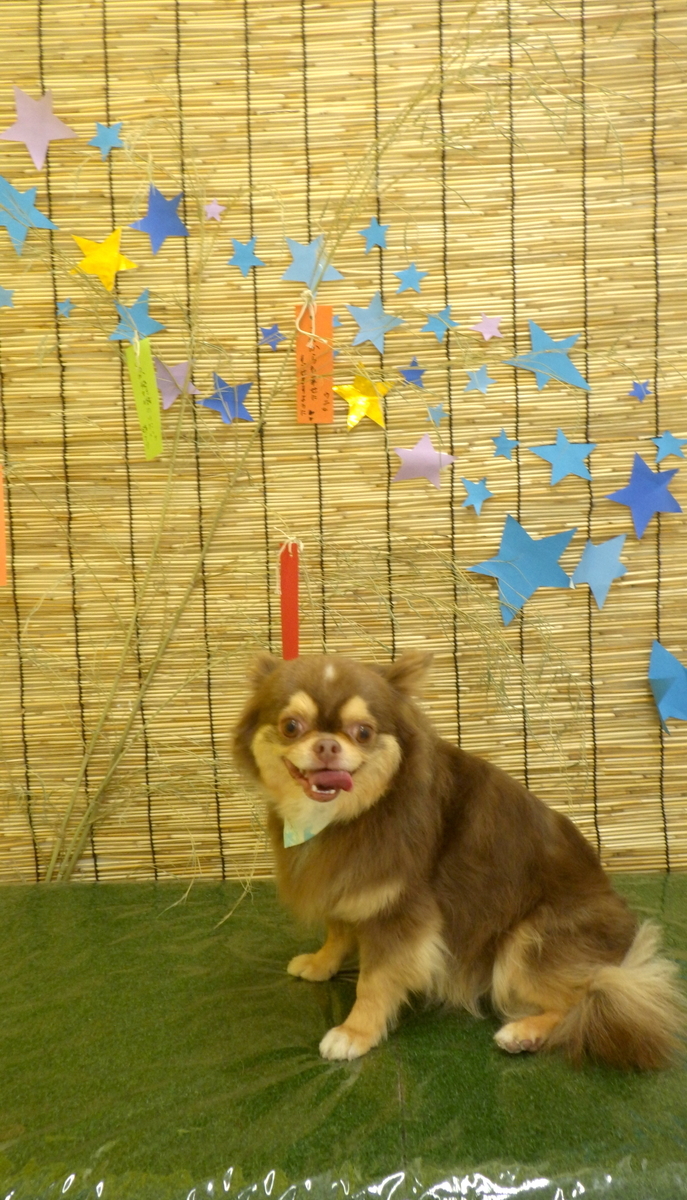 f:id:sainomori-ah:20190627192202j:plain