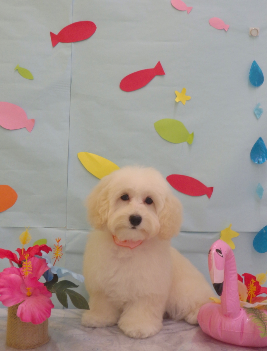 f:id:sainomori-ah:20190809114527j:plain