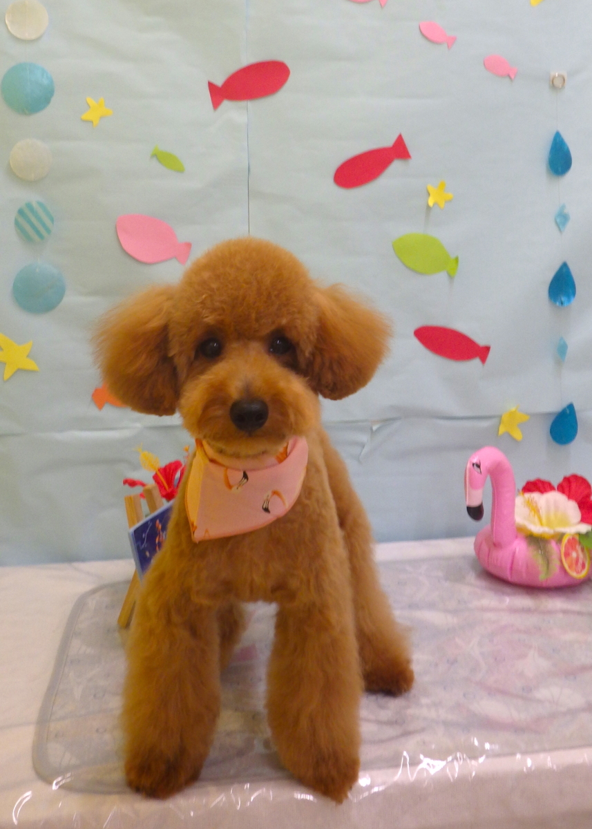 f:id:sainomori-ah:20190809114619j:plain
